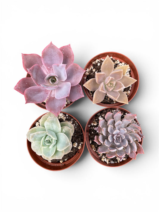 Pack de 4