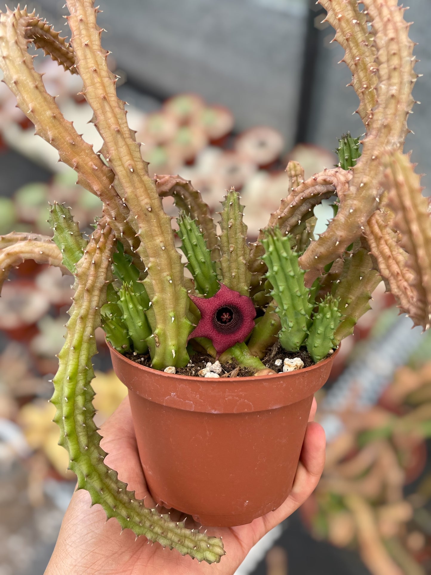 Huernia Macrocarpa