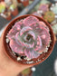 Echeveria Beyonce Rainbow