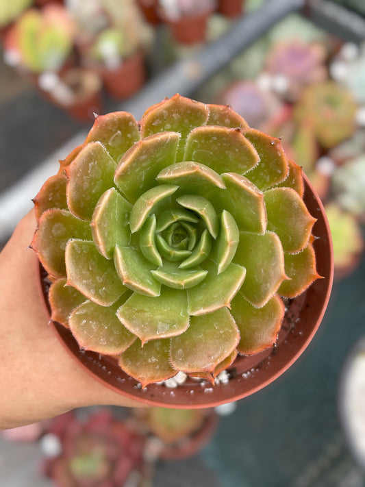 Echeveria Brow Rose