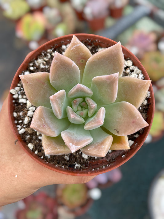 Graptopetalum Ghost