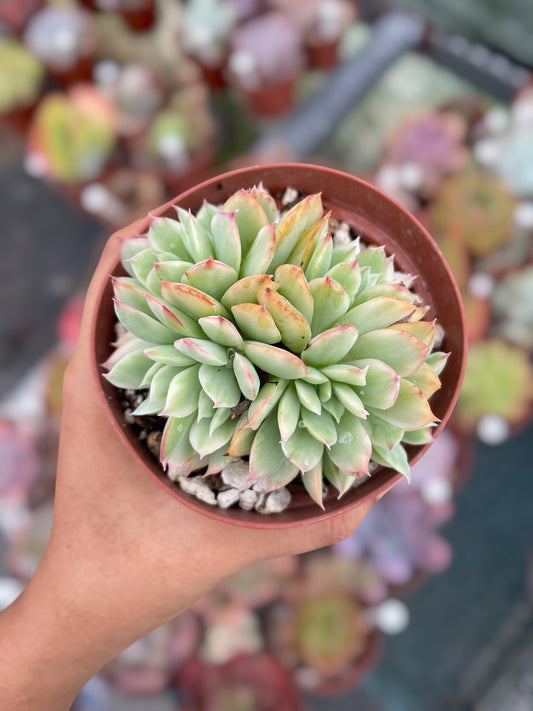 Echeveria Lemon Lime Variegada