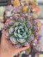 Echeveria Raindrops