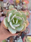 Echeveria Hakuhou