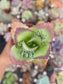Kalanchoe Mala Madre