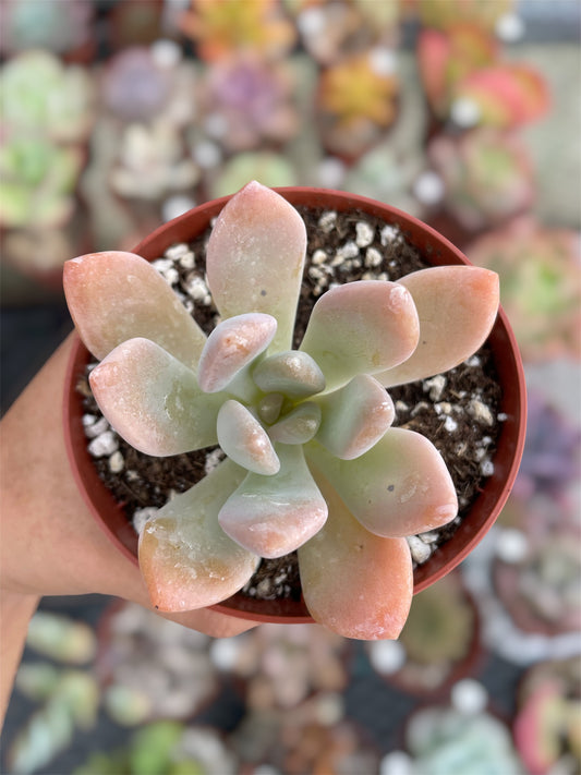 Pachyphytum Pachyphytoides