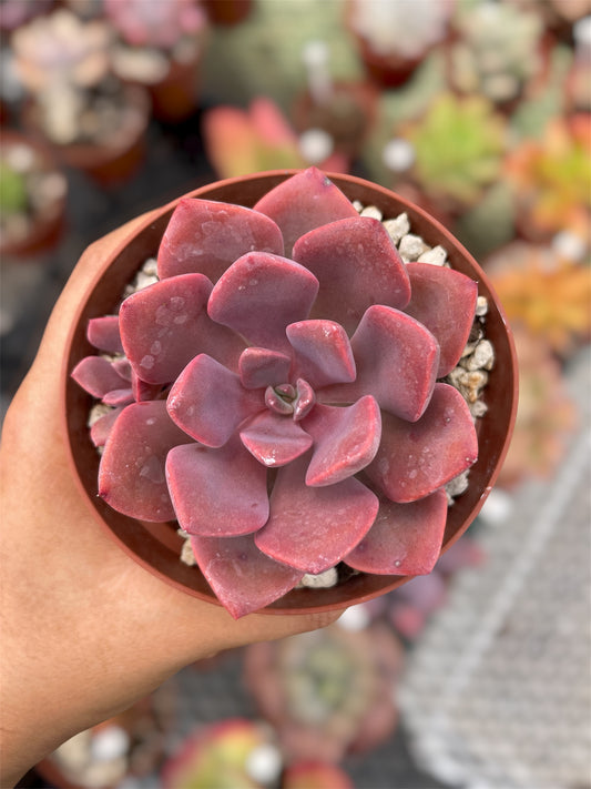 Echeveria Debbie