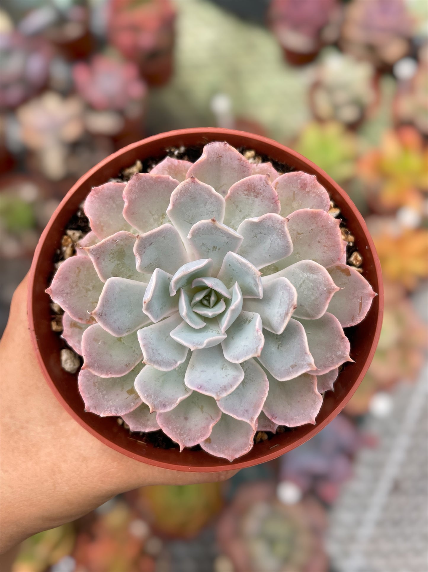Echeveria Shaviana