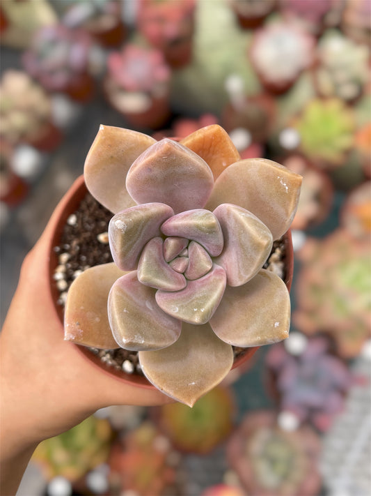 Graptopetalum Purple Delight