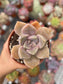 Graptopetalum Purple Delight
