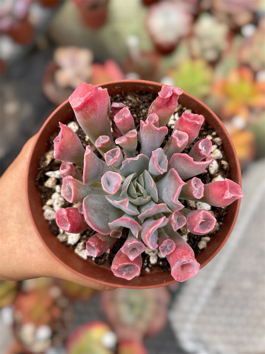 Echeveria Pink Trumpet