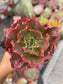 Echeveria Mauna loa