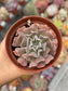 Echeveria Swan Lake