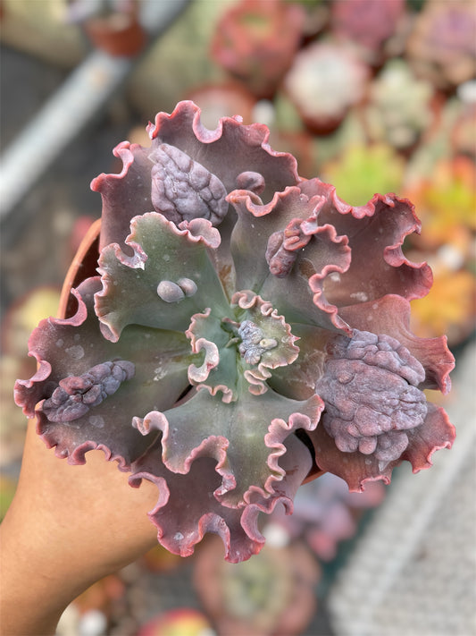 Echeveria Verrugas