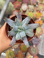 Echeveria Culibra