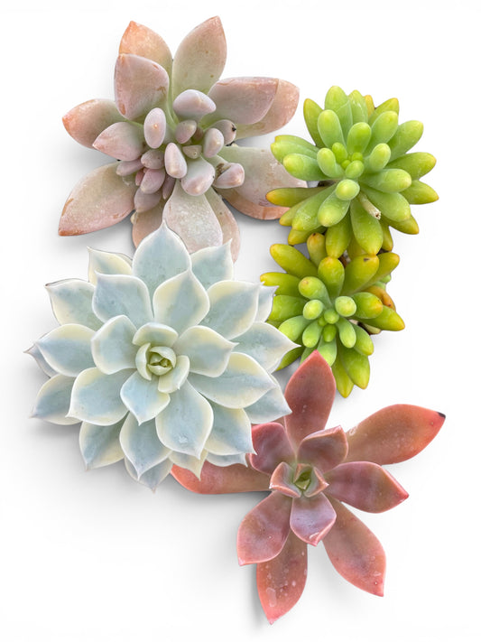 Pack de 4