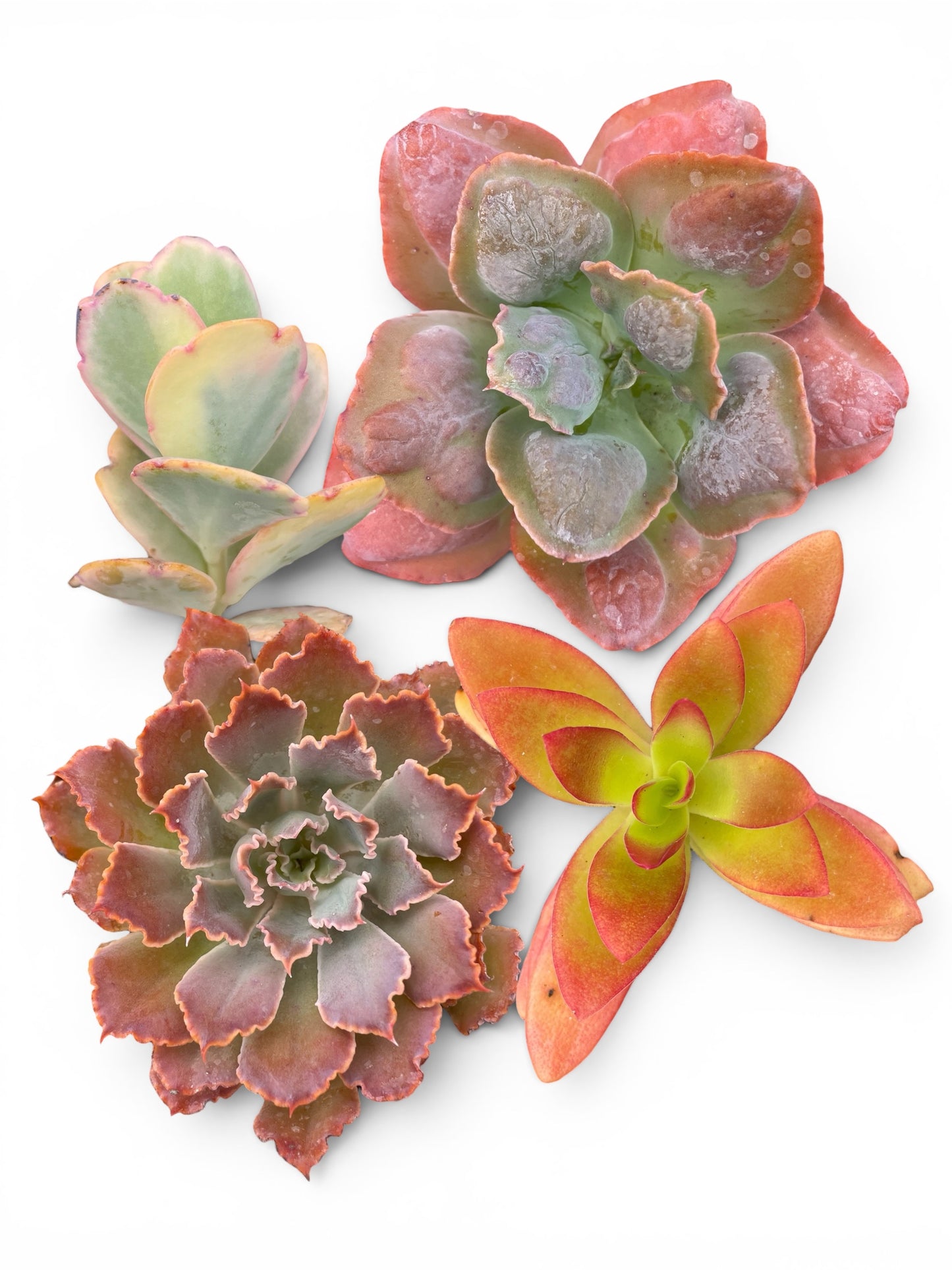 Pack de 4