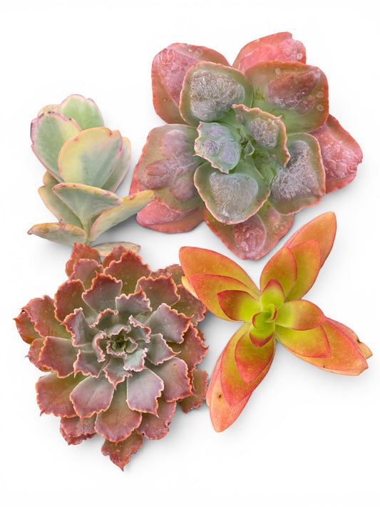 Pack de 4
