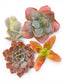 Pack de 4