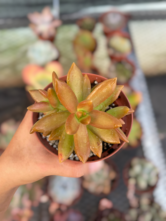 Sedum Nussbaumerianum