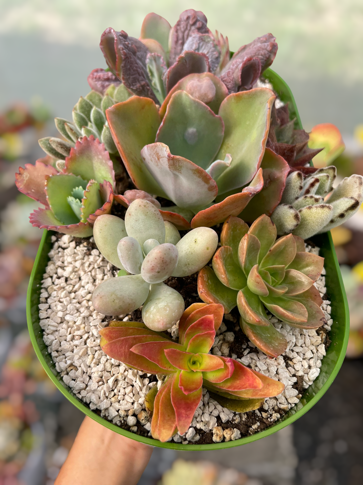 Arreglo jardinera 7
