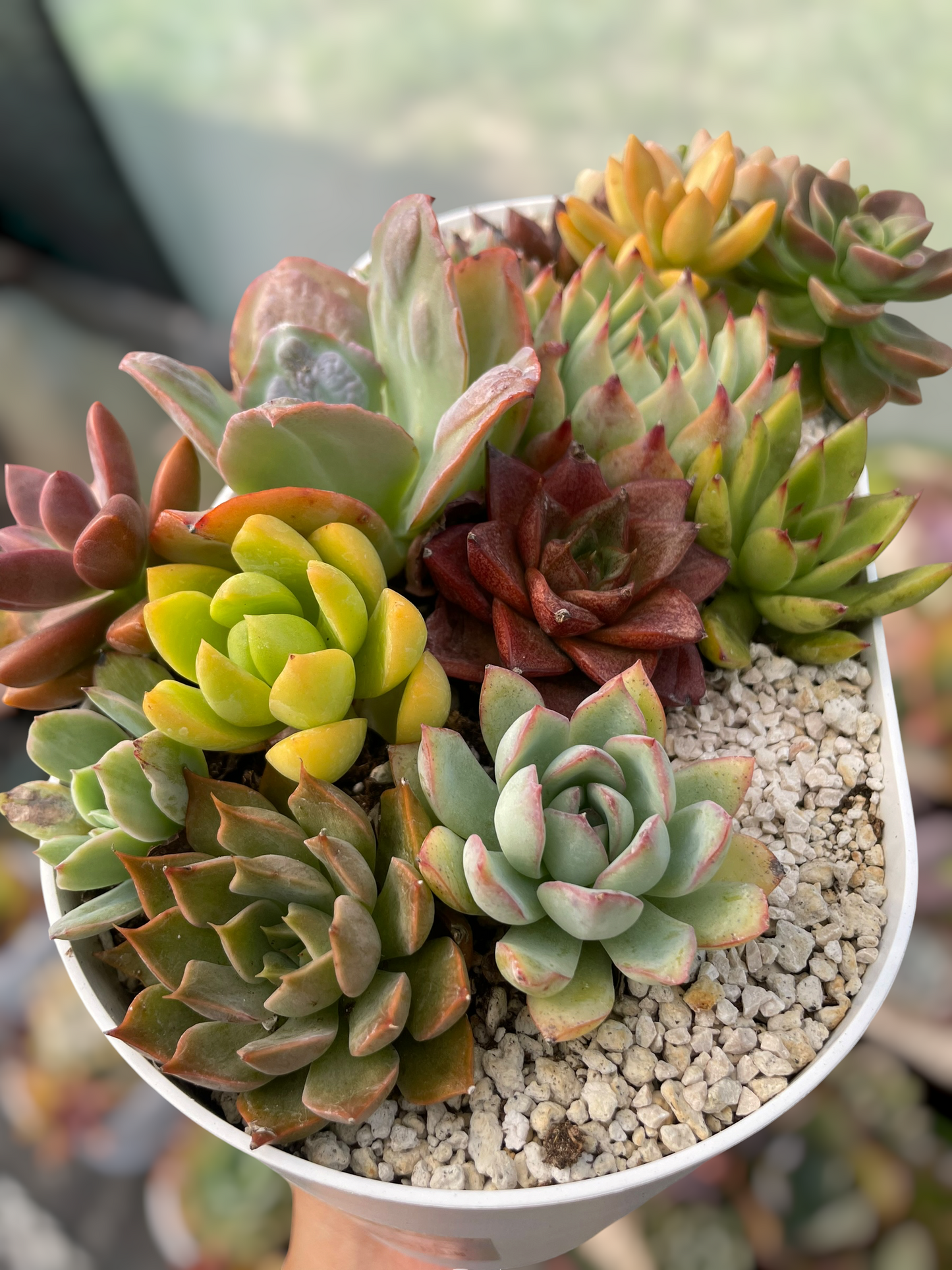 Arreglo jardinera 5
