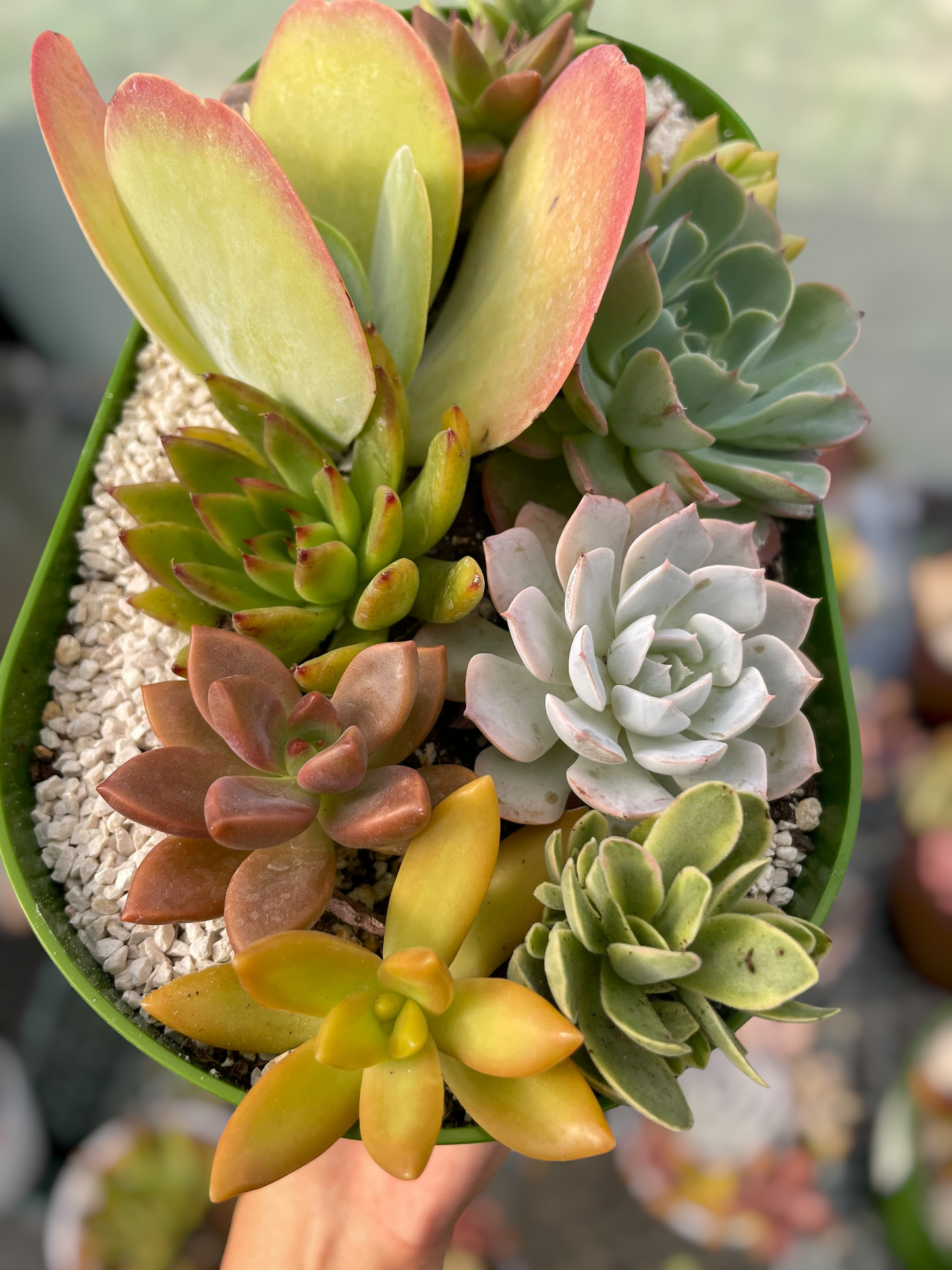 Arreglo jardinera 3