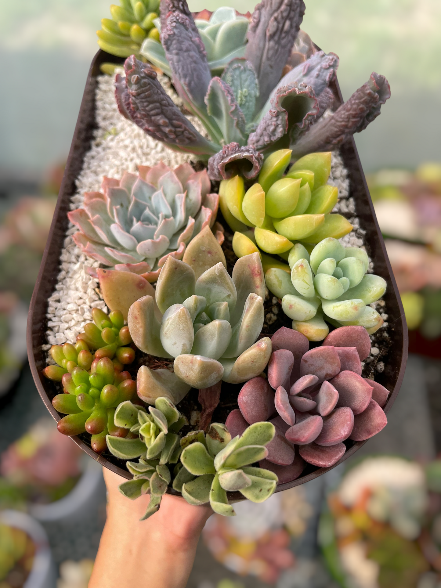 Arreglo jardinera 4