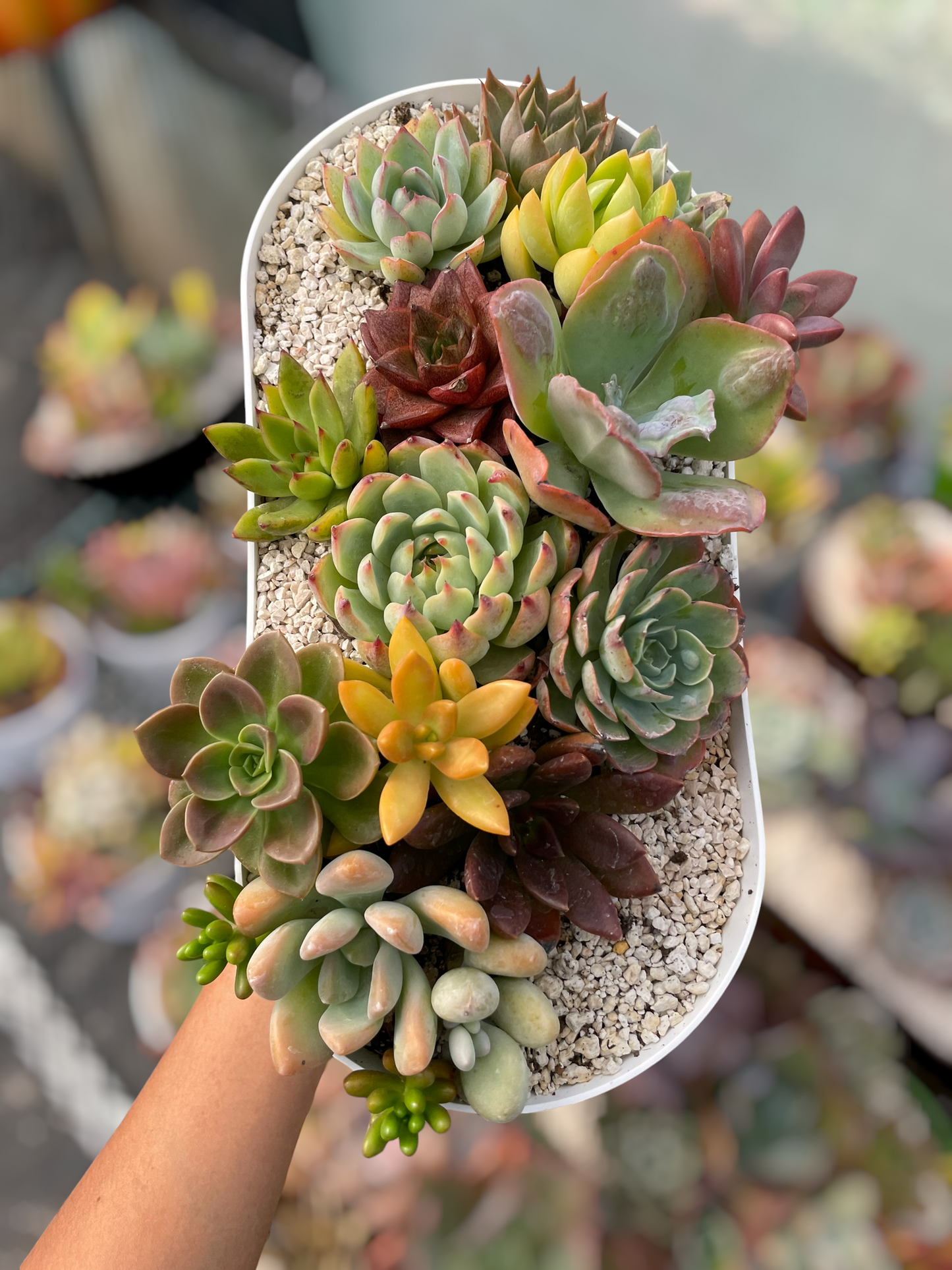 Arreglo jardinera 5