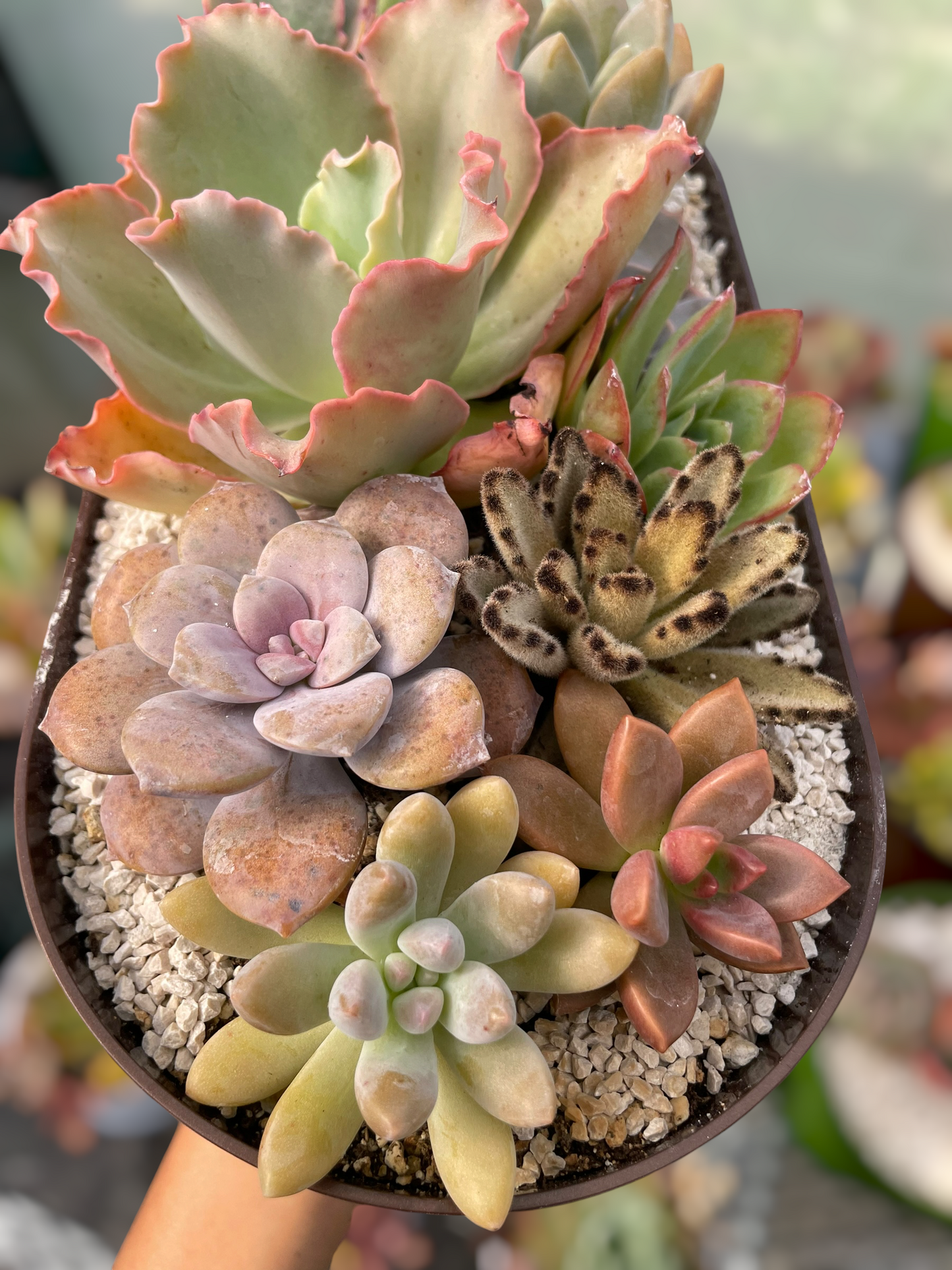 Arreglo jardinera 6