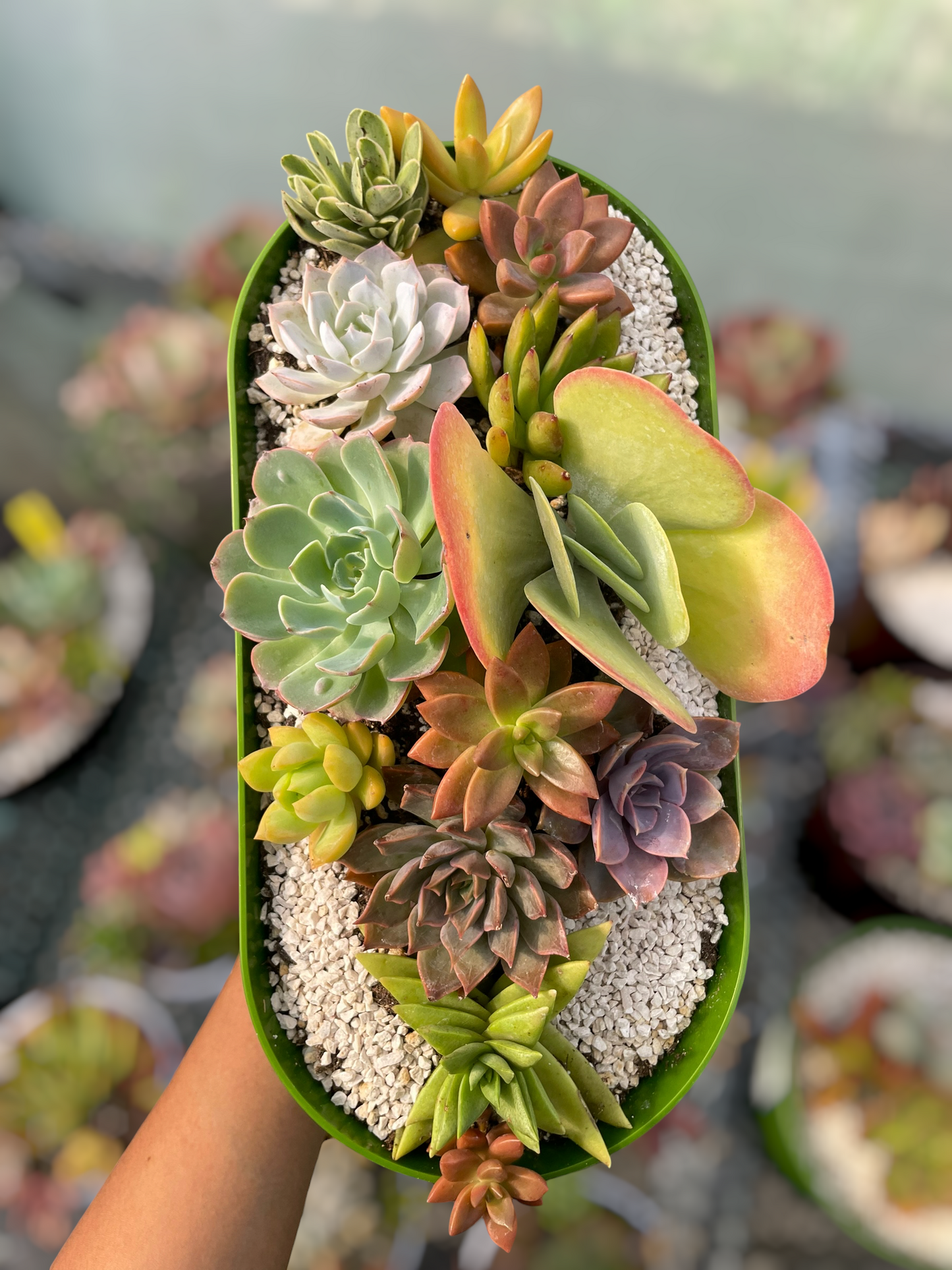 Arreglo jardinera 3