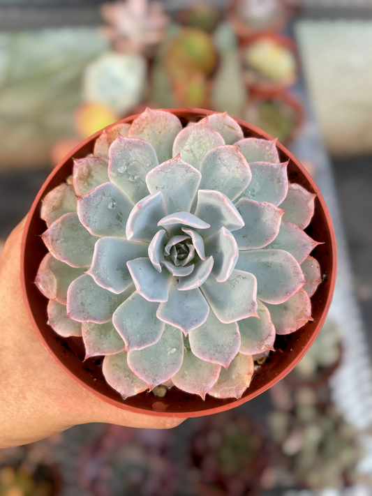 Echeveria Shaviana