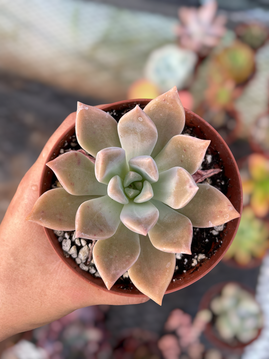 Graptopetalum Ghost