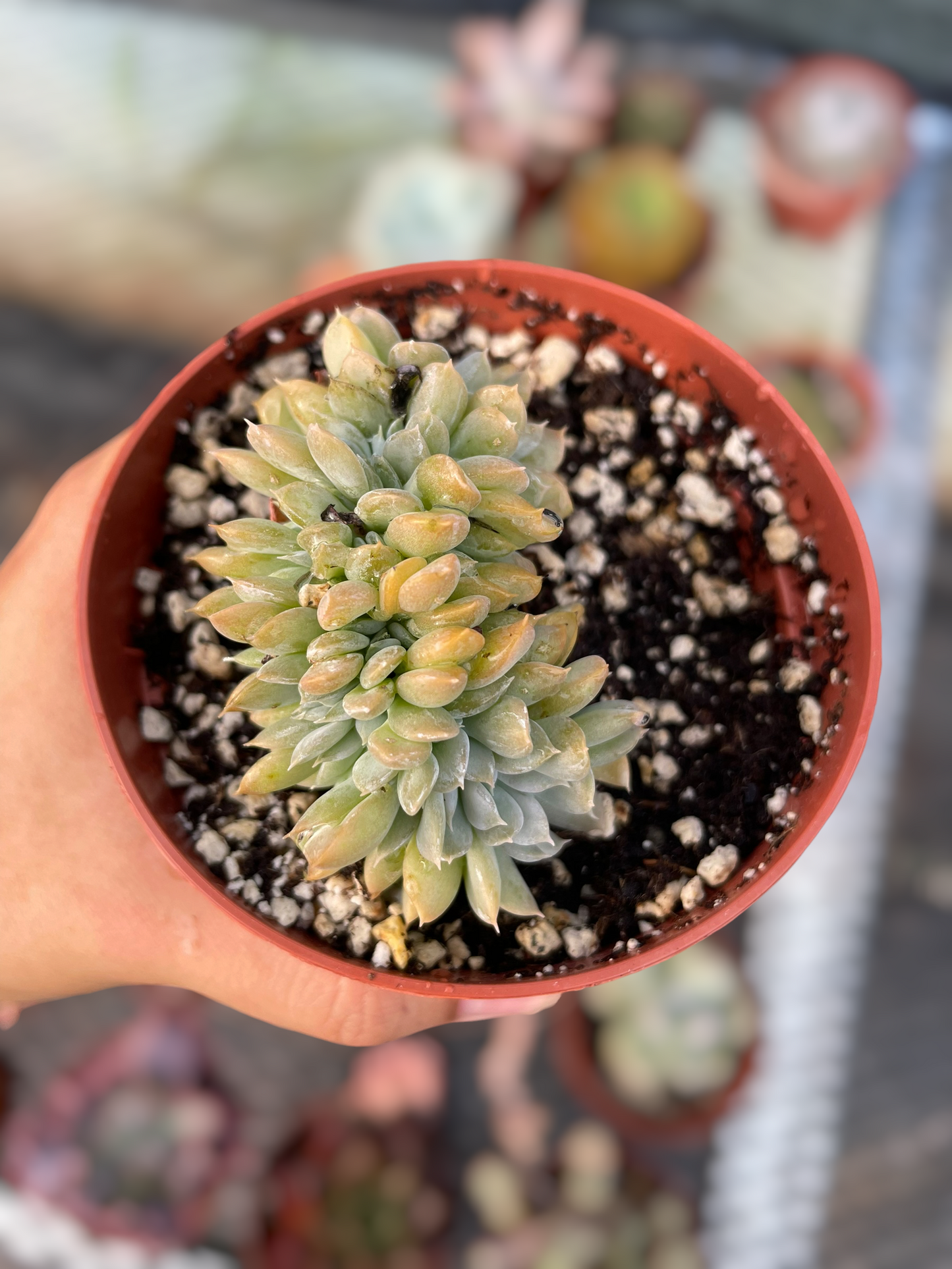 Echeveria Runyonii Crestada