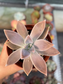 Graptopetalum Paraguayense