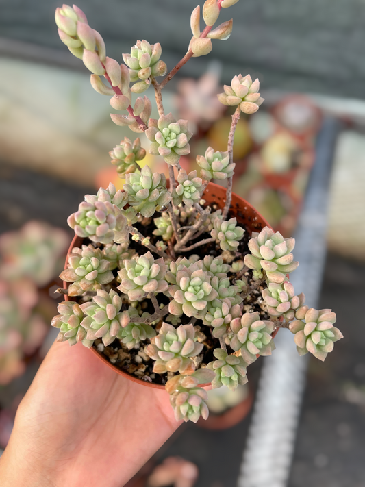 Echeveria Querencia