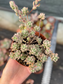 Echeveria Querencia