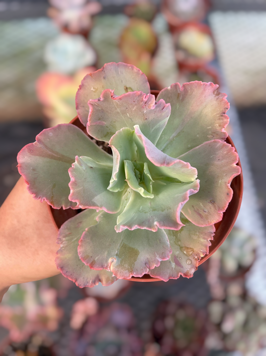 Echeveria Chantilly