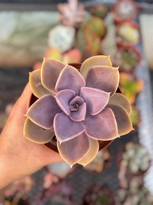 Echeveria Perle Von Nurnberg