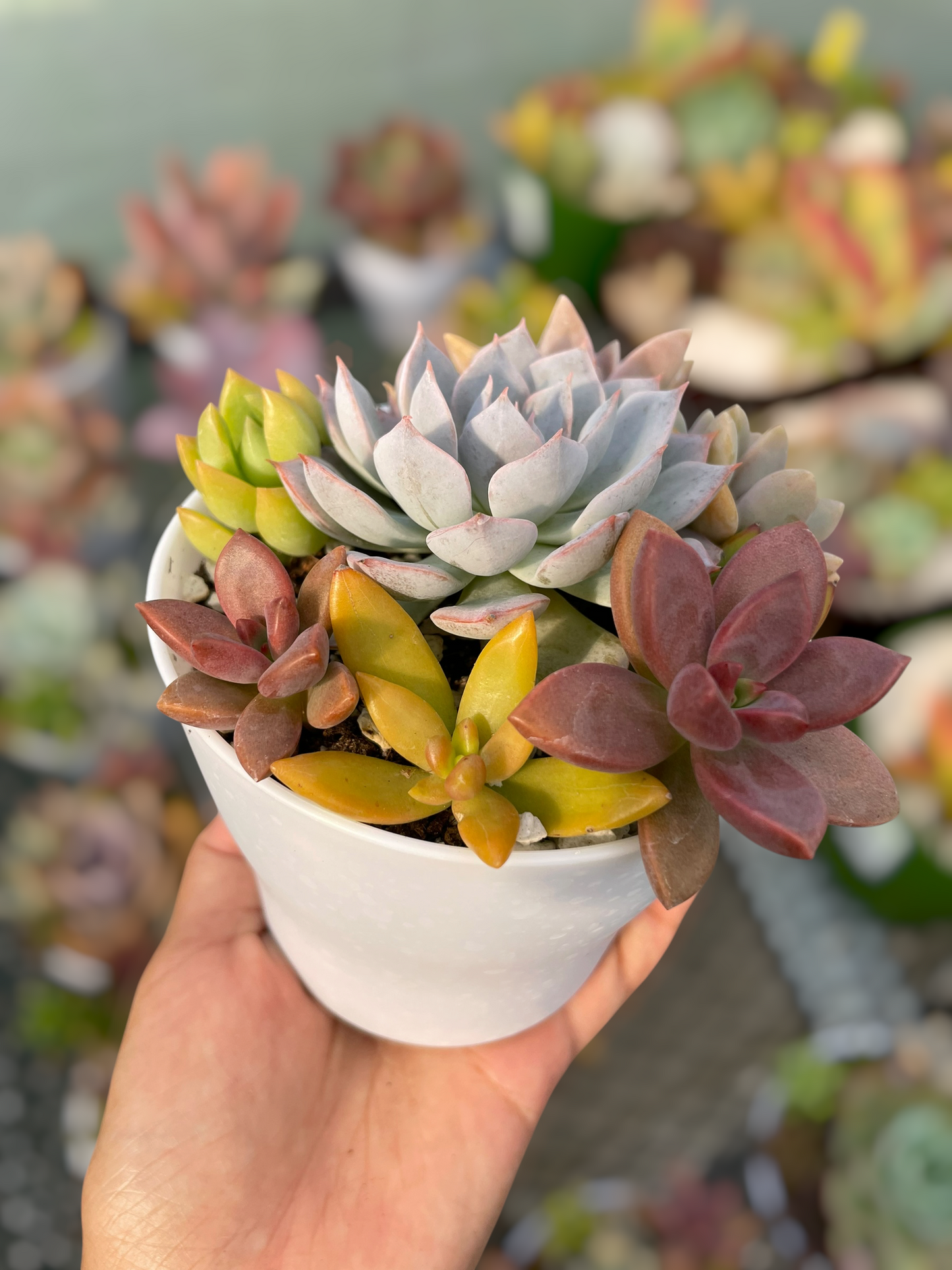 Arreglo 4