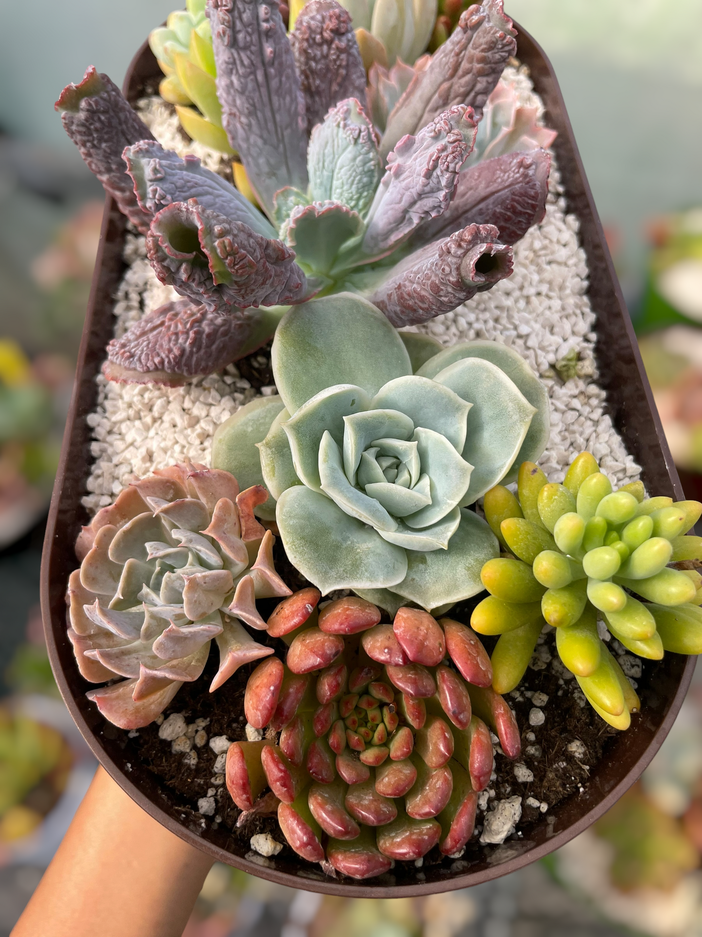 Arreglo jardinera 4